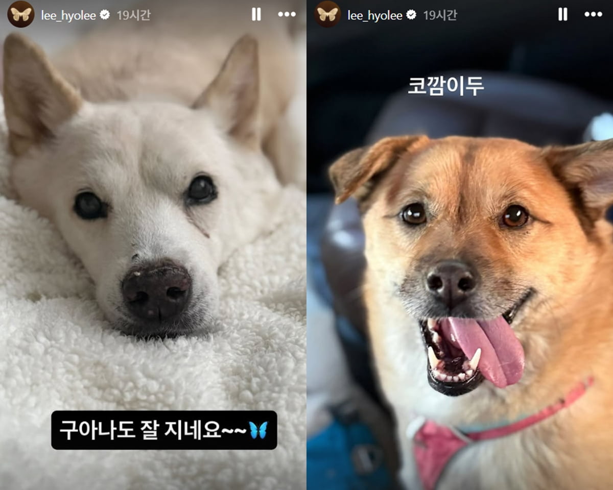 /사진 = 이효리 인스타그램