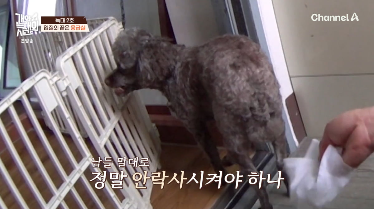 사진=채널A '개와 늑대의 시간'