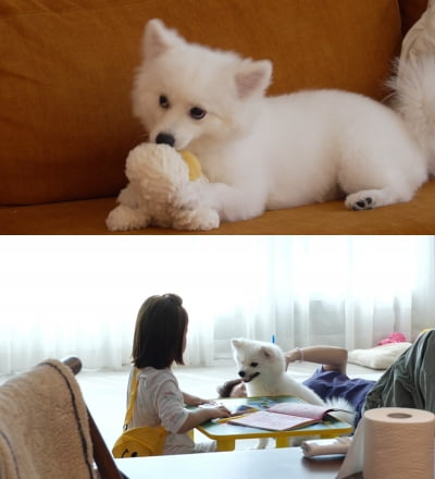 강형욱 어쩌나, 골든 타임 놓칠 위기…일상마저 '위태위태' ('개늑시')