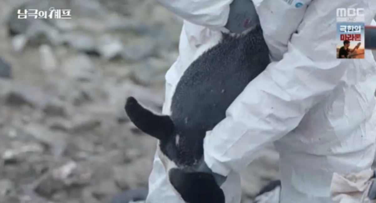 사진=MBC '기후환경 프로젝트 - 남극의 셰프' 