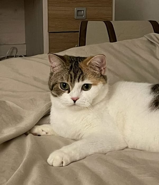 사진=고(故) 모수진 반려묘 SNS