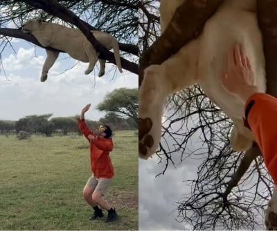 "잠자는 사자 털 끝 건드려" 노홍철 언행, 사실과 달랐다…약 취한 사자 배에 손