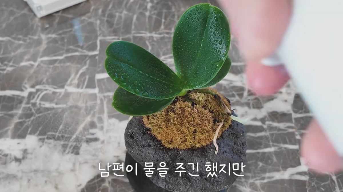 사진=오연수 유튜브