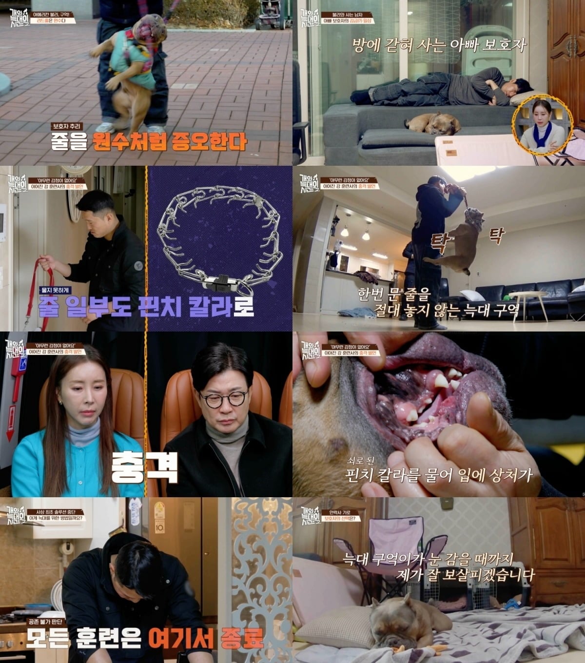 처음으로 솔루션을 포기한 강형욱 훈련사./사제공=채널A '개늑시2'