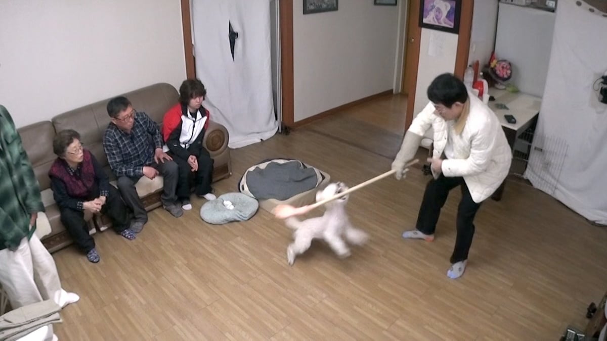 치매 할머니 손가락을 절단시킨 푸들 '동동이'의 안락사 위기 사연과 훈련사의 필사적인 교정 과정이 공개된다. 사진 제공=KBS 2TV 