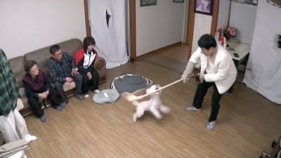 손가락 물어뜯어 피까지 철철…푸들 '동동이', 안락사 위기 처해('개훌륭')