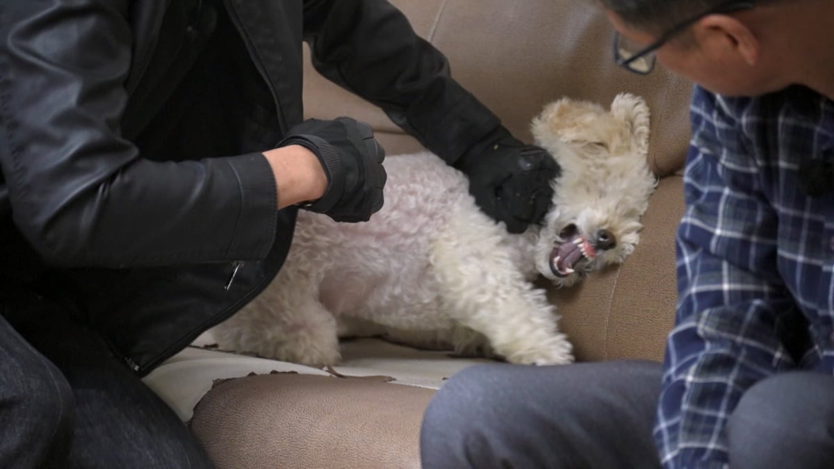 치매 할머니 손가락을 절단시킨 푸들 '동동이'의 안락사 위기 사연과 훈련사의 필사적인 교정 과정이 공개된다. 사진 제공=KBS 2TV 