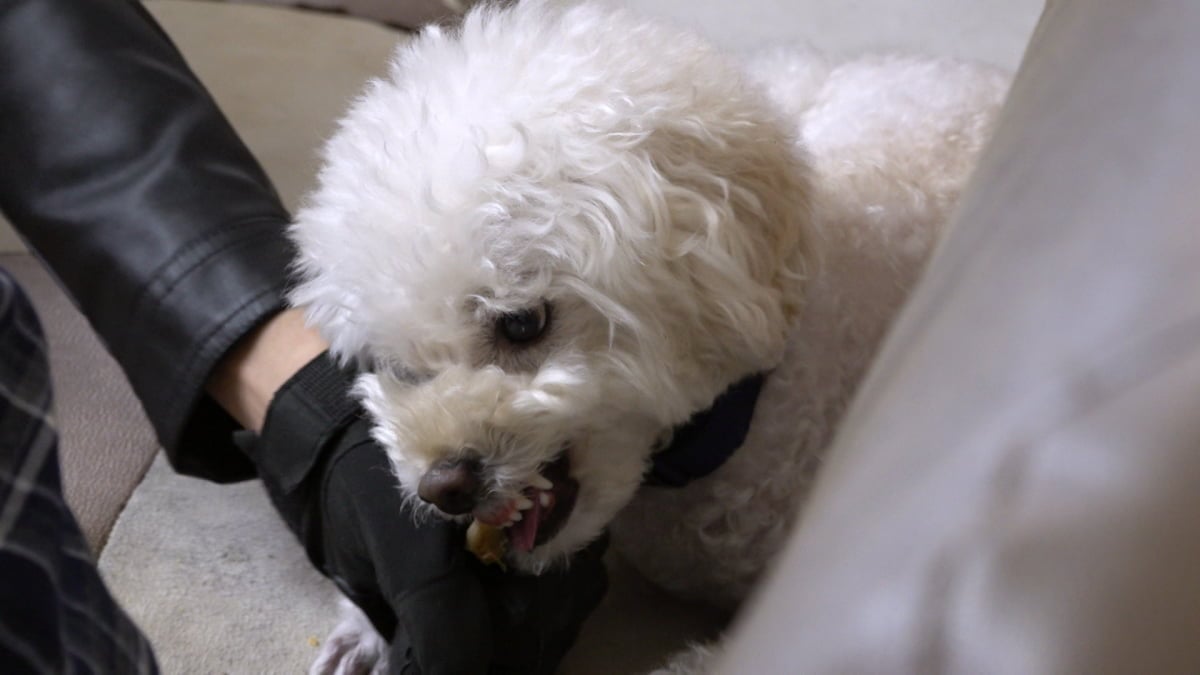치매 할머니 손가락을 절단시킨 푸들 '동동이'의 안락사 위기 사연과 훈련사의 필사적인 교정 과정이 공개된다. 사진 제공=KBS 2TV 