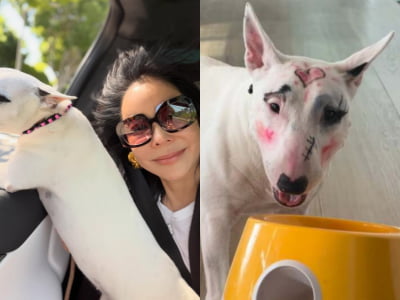 이혜영, 동물 학대 논란…반려견 얼굴에 무슨 짓을