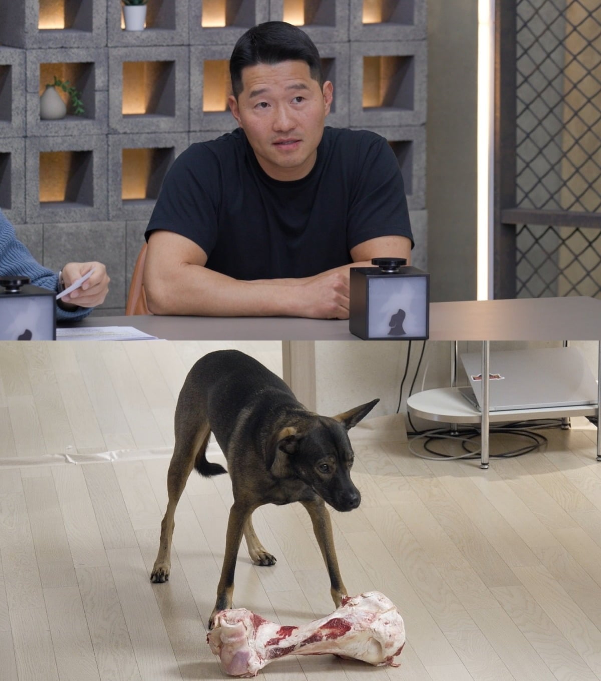 안면 난도질견 ‘공탄'이 출연한다./사진제공=채널A