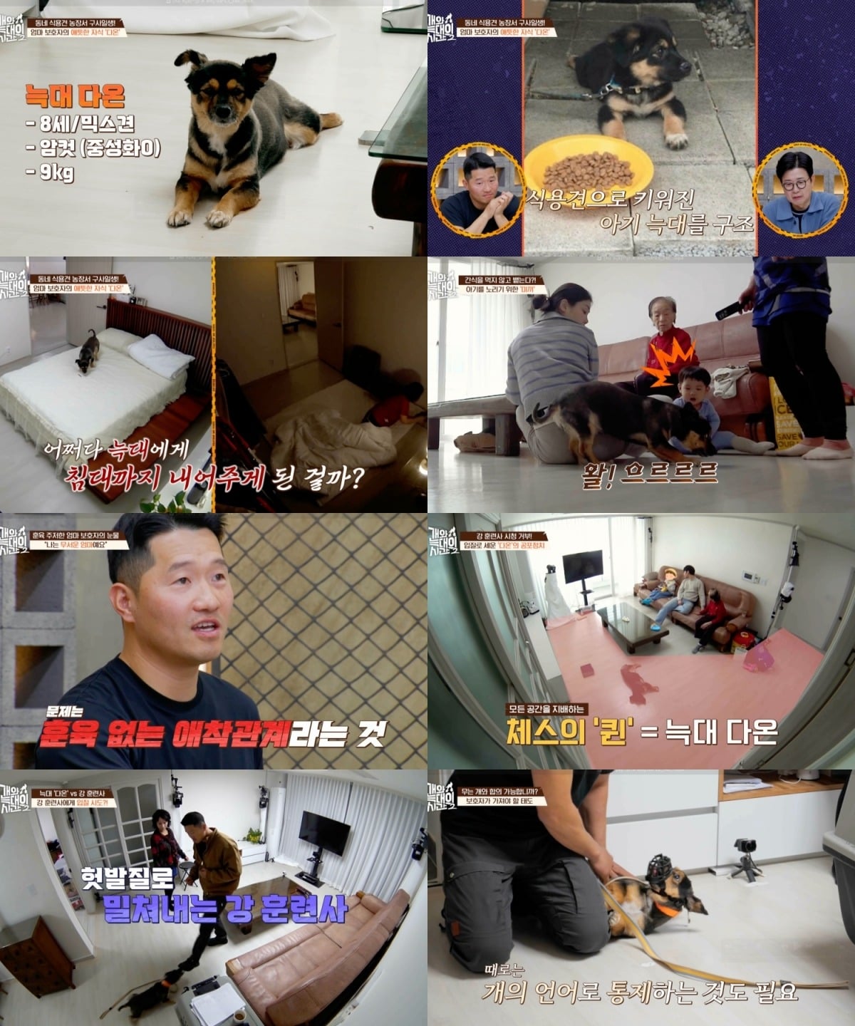 강형욱이 늑대 다온에게 거울치료를 감행했다. / 사진제공=채널A