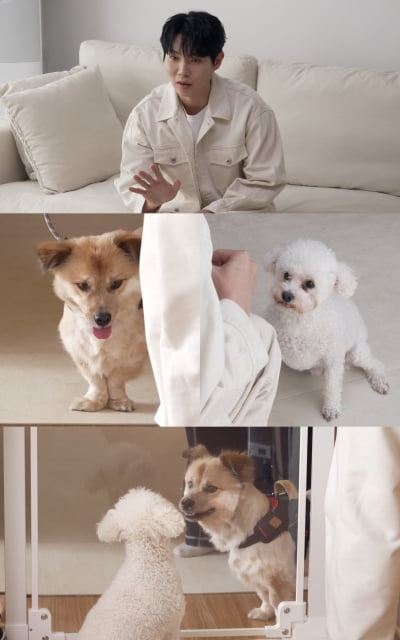 신혼집에 38선이…2개월 만에 반려견 때문에 생이별('개늑시2')