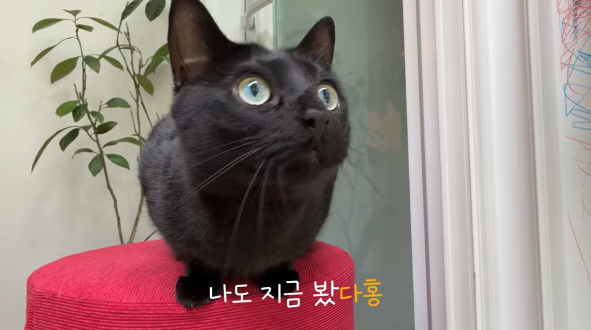 사진=박수홍 유튜브