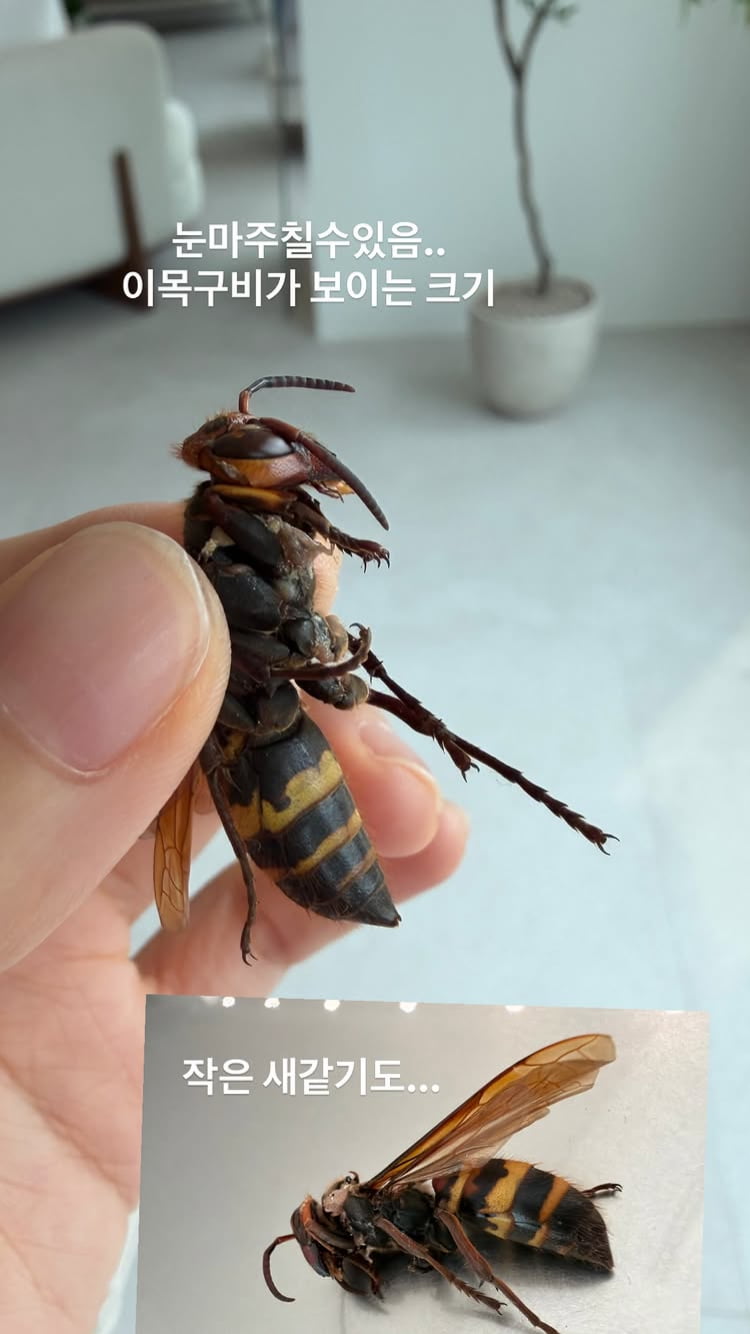 전현무네 집은 괜찮나…‘이웃’ 아옳이, 대왕 말벌이지만 씩씩해