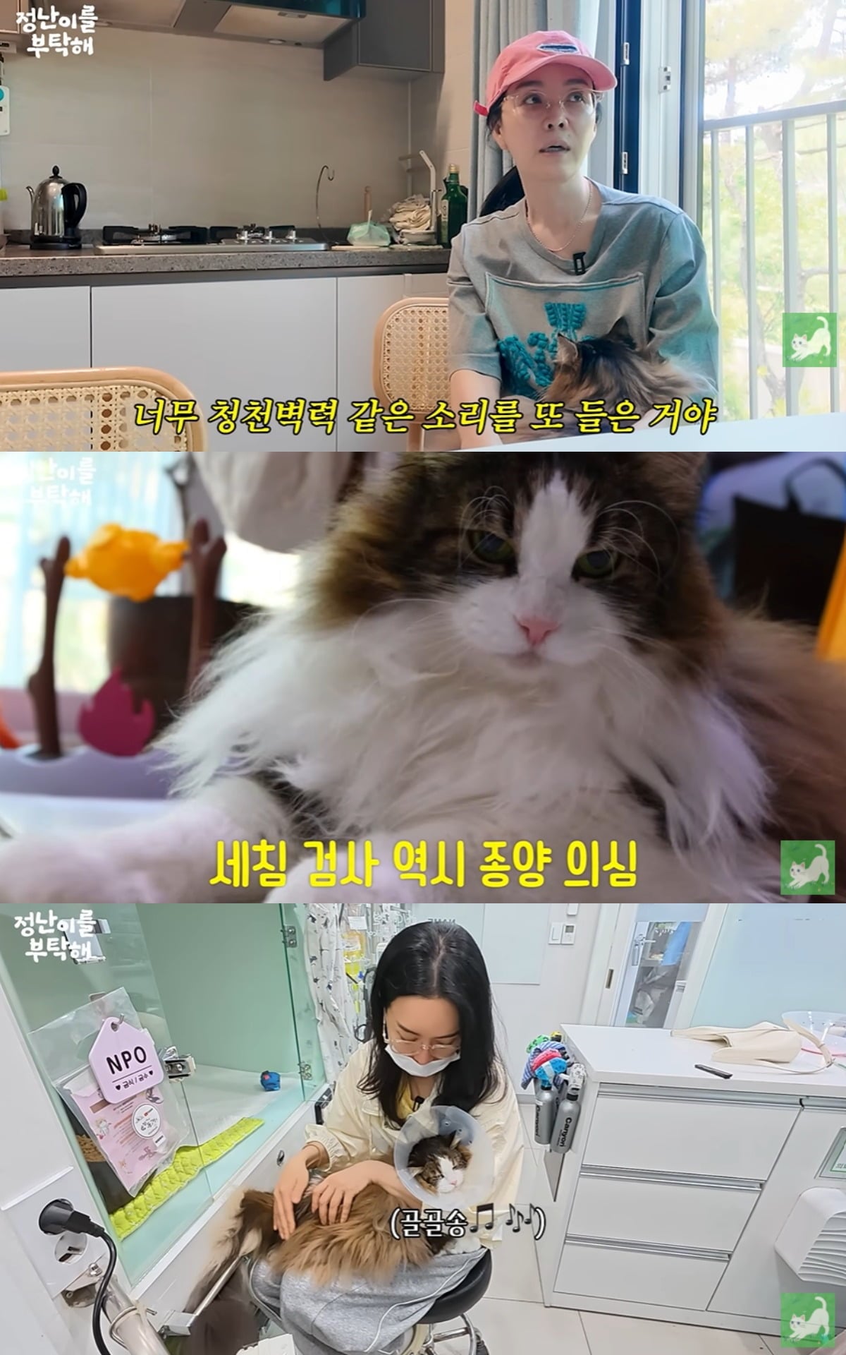 김정난이 반려묘 루카가 간암 수술을 받았다. / 사진='김정난' 유튜브 캡쳐