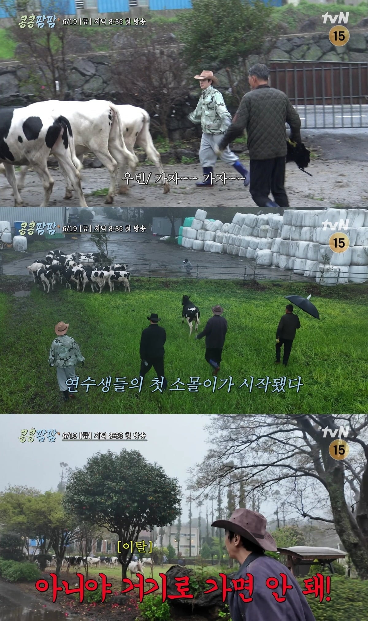 19일 '콩콩팜팜'이 방송된다. / 사진=tvN