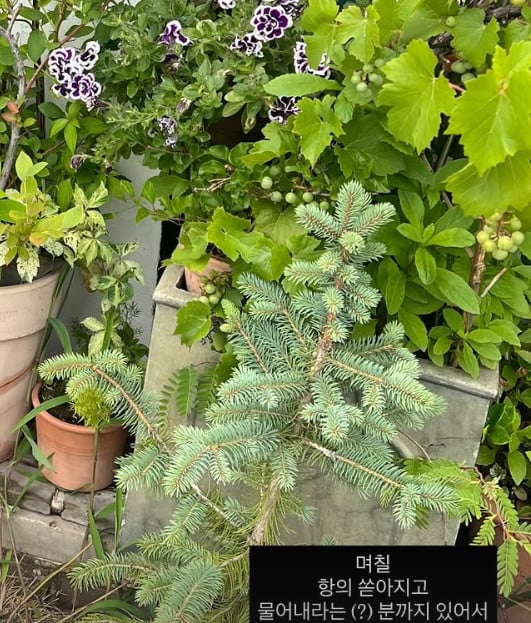 사진=미자 SNS
