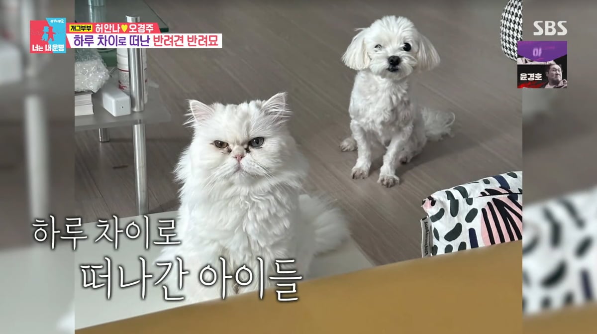 사진=SBS '동상이몽2'