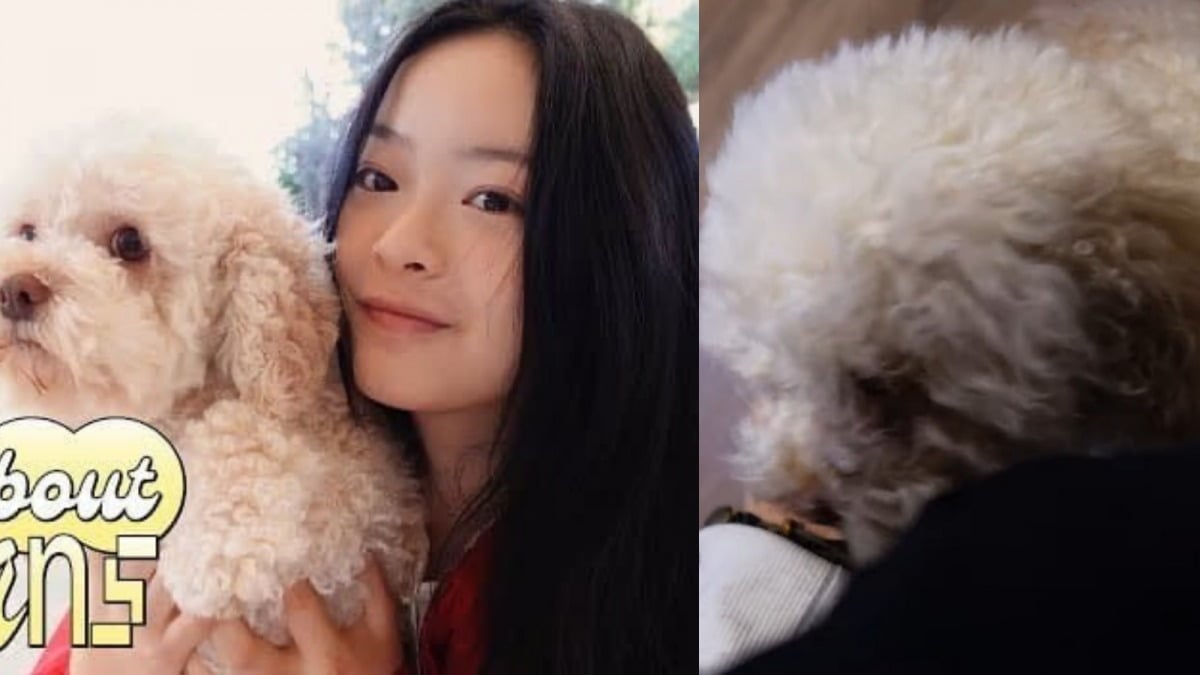그룹 뉴진스 하니의 반려견으로 추정되는 강아지. / 사진=유튜브 채널 'Danielle Marsh' 캡처